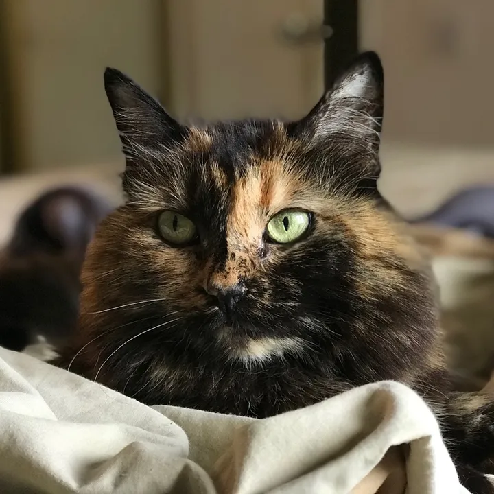 @empathycats