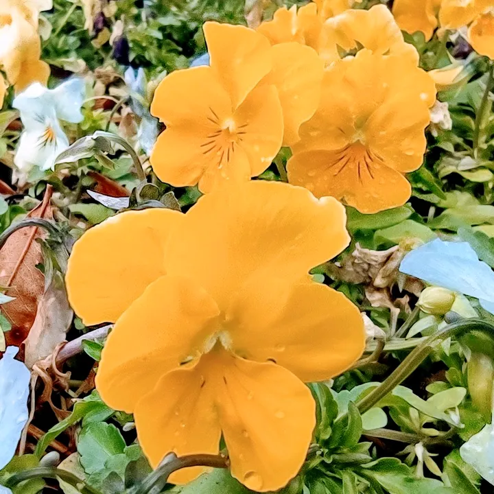 @rishi_thia