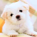 @57sapphire