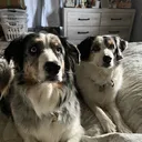 @seeingdoublemerle