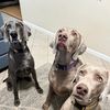 levi.and.luna