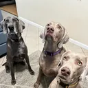 @levi.and.luna