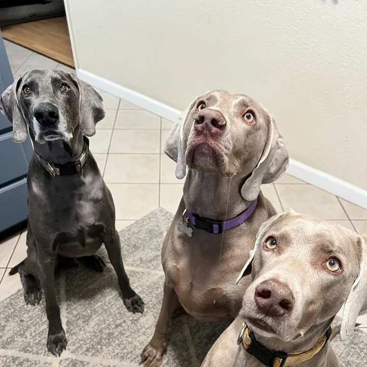 levi.and.luna