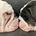 @chubbynbella