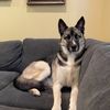 bubbastheshepsky