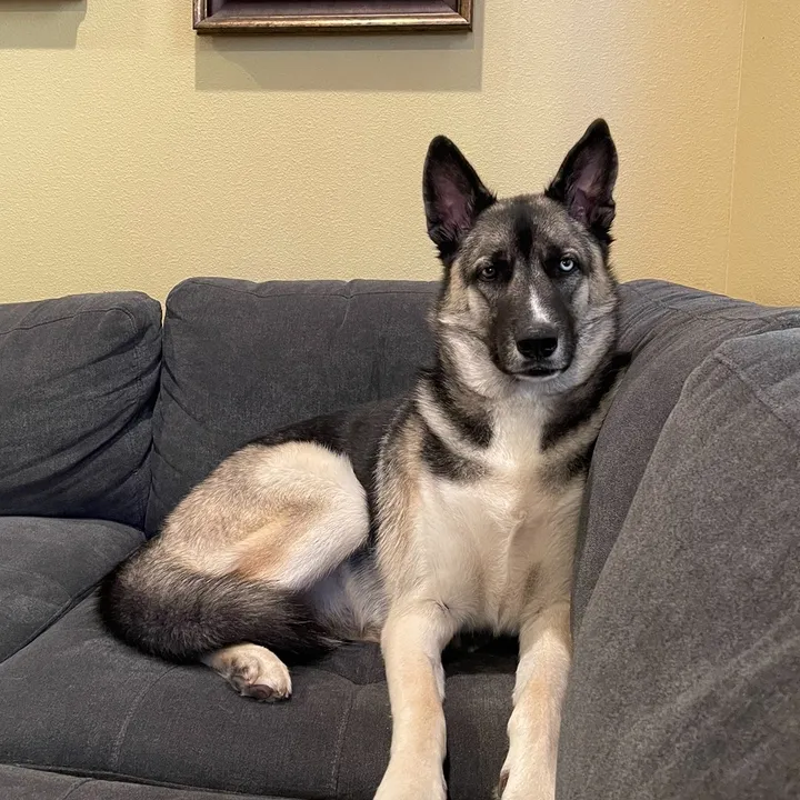 bubbastheshepsky