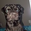 kingstonthepugbaby