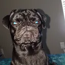 @kingstonthepugbaby