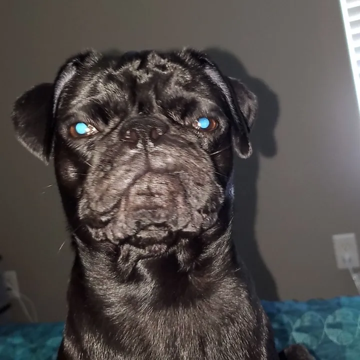@kingstonthepugbaby