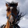 timberlinetack