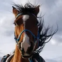 @timberlinetack