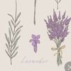 lavender.poetryy