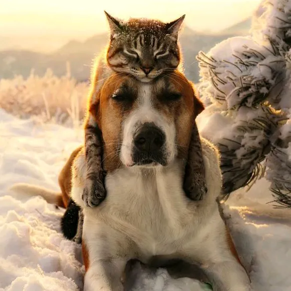 catanddog111