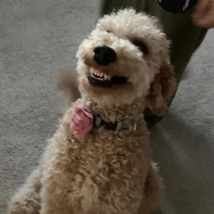 graciedoodlesct