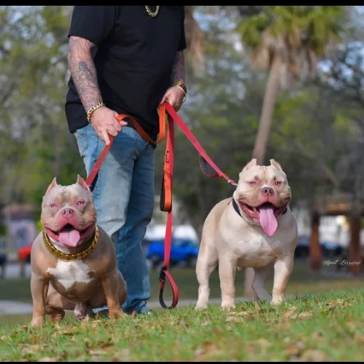 @chinomendezbully