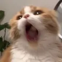 @alohatorrii