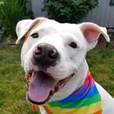 @bigbadscarypitbulls