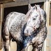 rlpquarterhorses_36