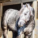 @rlpquarterhorses_36