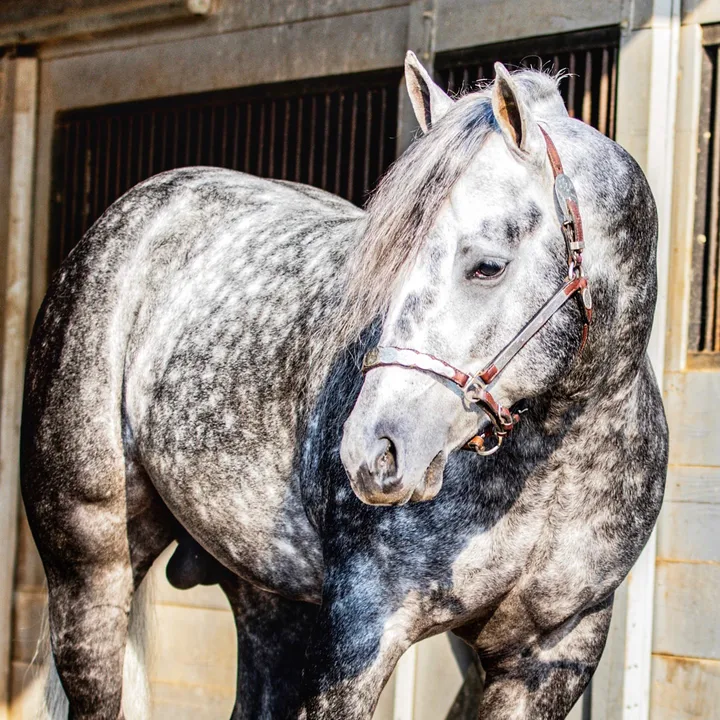 rlpquarterhorses_36