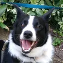 @luxtheborderaussie