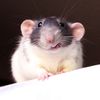 iamratshavefeelingstoo