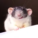 @iamratshavefeelingstoo