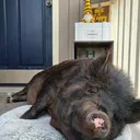 @pigtocker