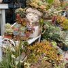 euphoriablooms