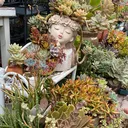 @euphoriablooms