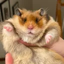 @poppybeehamstery