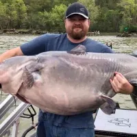 southerncatfish