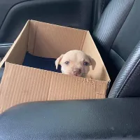 davincitheamericanpit