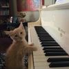 dskplayer