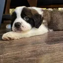 @thecuriousstbernard