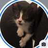 frankies_fosters