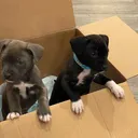 @canecorso_bluandoreo