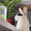 moothecaat