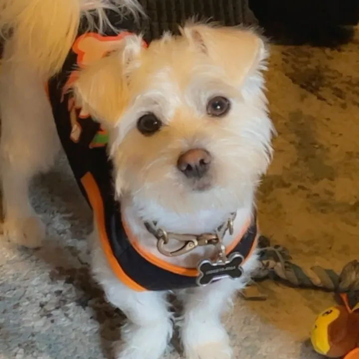 mi.perro.coco1