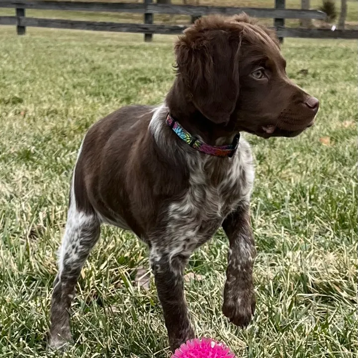 @lizasspeckledpuppies