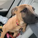 @maggiemaytheshepherd