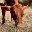 @spurofthemomentfarm