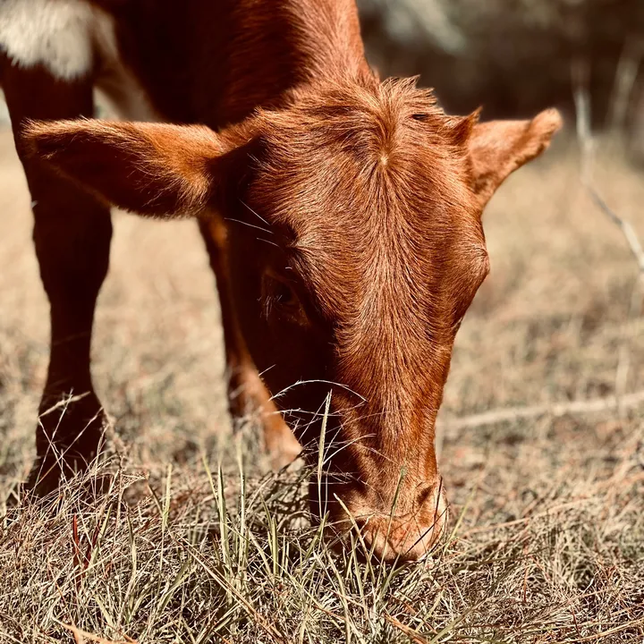 @spurofthemomentfarm