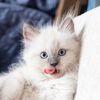 sunshine.ragdolls