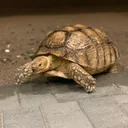 @thetortoiserail