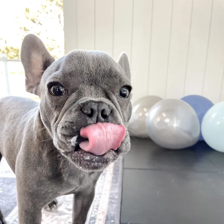 chouielouie