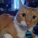 @oskarcats