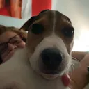 @fatpiglets