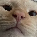 @zombiethekitty