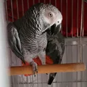 @ben.thebird